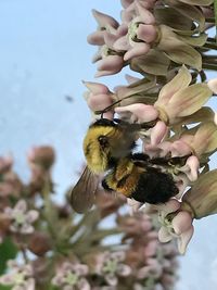 Close-up of bee pollinating on flower