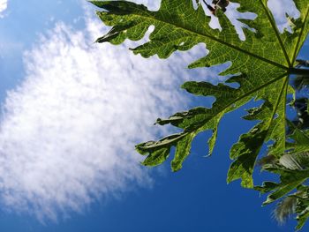 Low angle view of leaves against sky