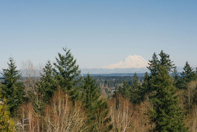 Mount rainier in the distance. beautiful spring landscape