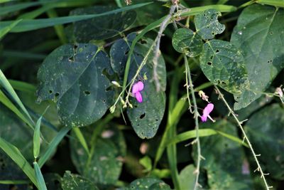 Close-up of pink flowering plant