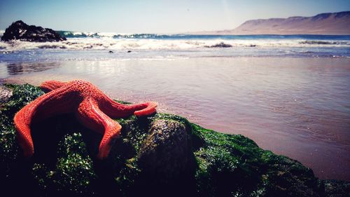 Close-up of lizard on rock at beach against sky