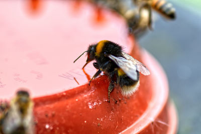 Close-up of bee on red pot