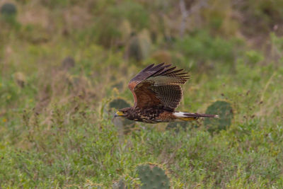 Close-up of bird flying over plants