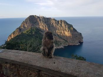 Monkey sitting on rock by sea against sky