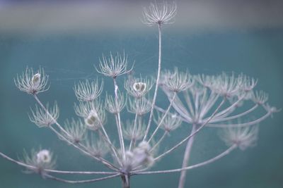 Close-up of flowering plant