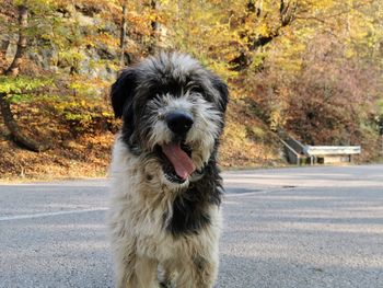 Portrait of a dog on road