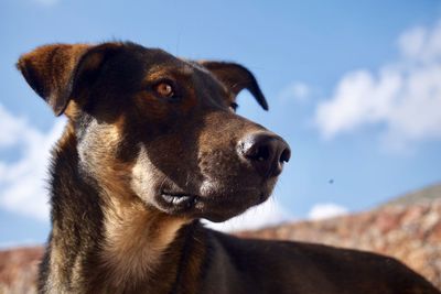 Close-up of dog against sky