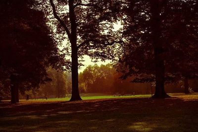 Trees in park