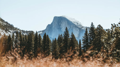 Pine trees on snowcapped mountains against sky