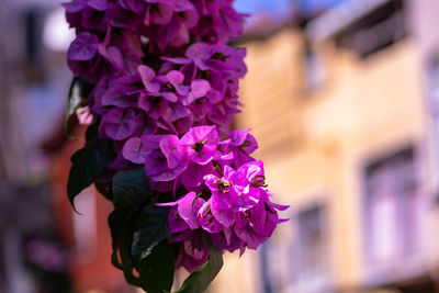 Close-up of purple flowering plant