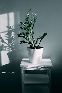 Close-up of potted plant on table at home