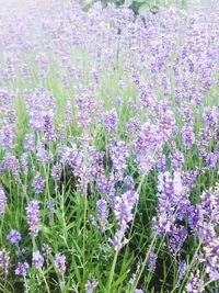 Close-up of purple flowers blooming in field