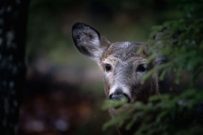 animal
