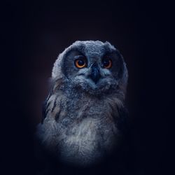 owl