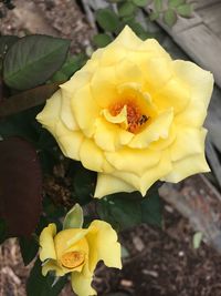 Close-up of yellow flower blooming outdoors