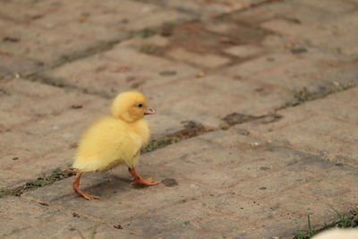 High angle view of a bird