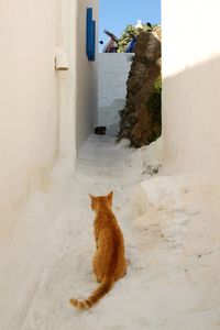 Cat lying on wall of building
