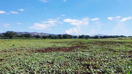 Scenic view of field against sky