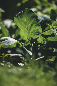 Close-up of green leaves on plant