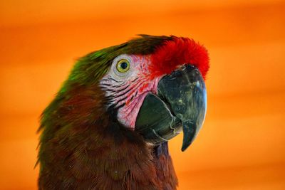 Close-up of parrot