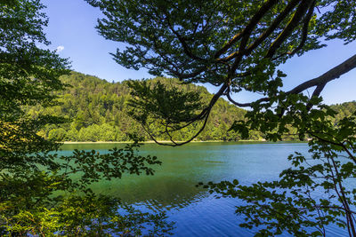 Scenic view of lake in forest