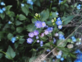 Close-up of purple flowers