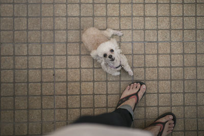 Low section of man standing by dog on footpath