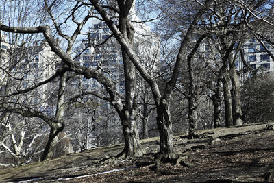 Bare trees in forest against sky