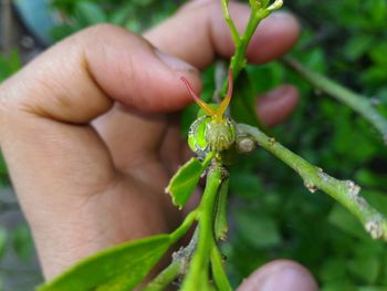 Close-up of hand holding insect