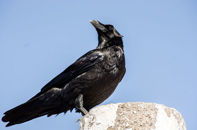 Close-up of bird perching against clear sky