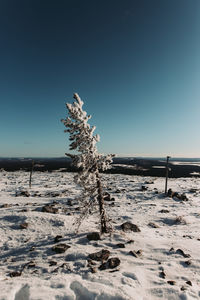 Plants on snow covered land against clear blue sky