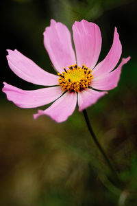Close-up of pink flowers