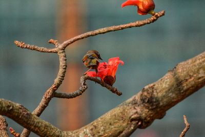 Close-up of bird perching on branch