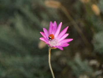 Close-up of pink flower blooming outdoors