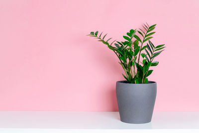 Potted plant against wall