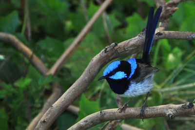 Close-up of bird perching on tree