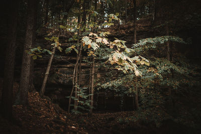 Trees in forest