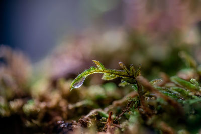 Close-up of plant growing on field