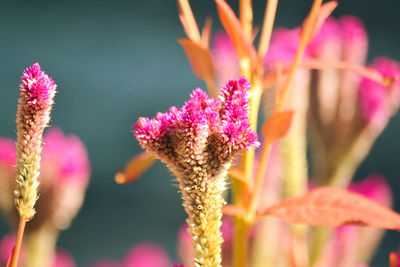 Close-up of pink flowering plant