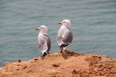 Seagulls perching on rock by sea