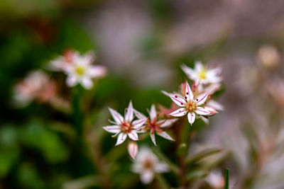 Close-up of purple flowering plant