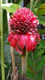 Close-up of red flower blooming outdoors