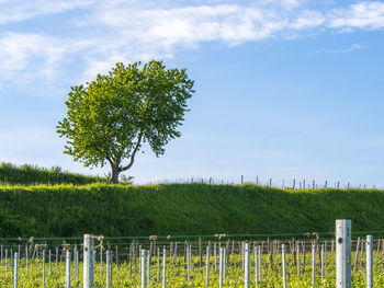 Tree on field against sky