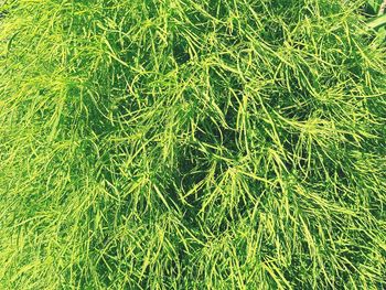 Full frame shot of plants on field