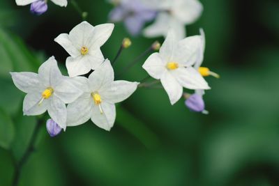 Close-up of white flowering plant