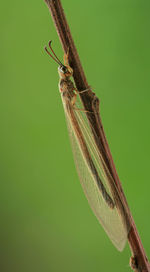 Close-up of butterfly on leaf