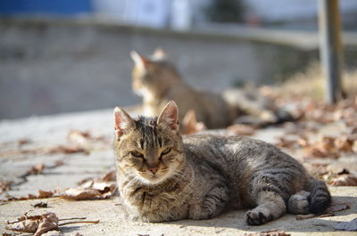 Cat lying on the ground