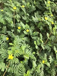 High angle view of flowering plants