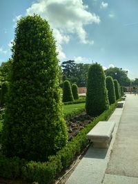 Trees in garden