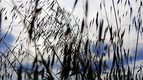 Close-up of plant against sky